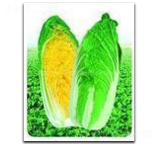 �͟����޲�-�ײ˷N��-�(y��u)�r�I(y��)