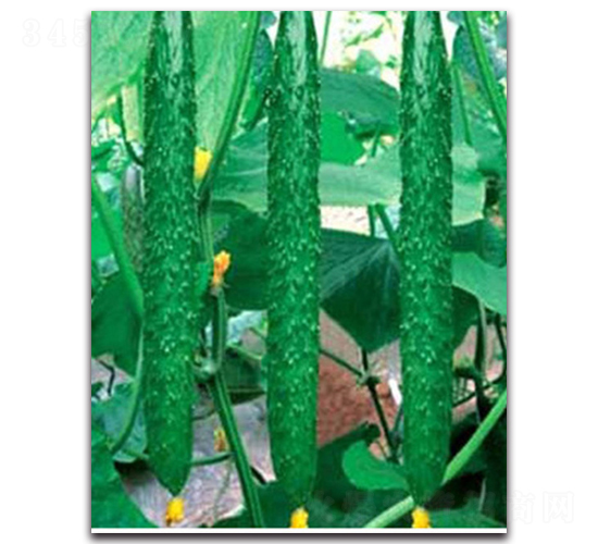 G��̖-�S�ϷN��-�(y��u)�r(n��ng)�I(y��)