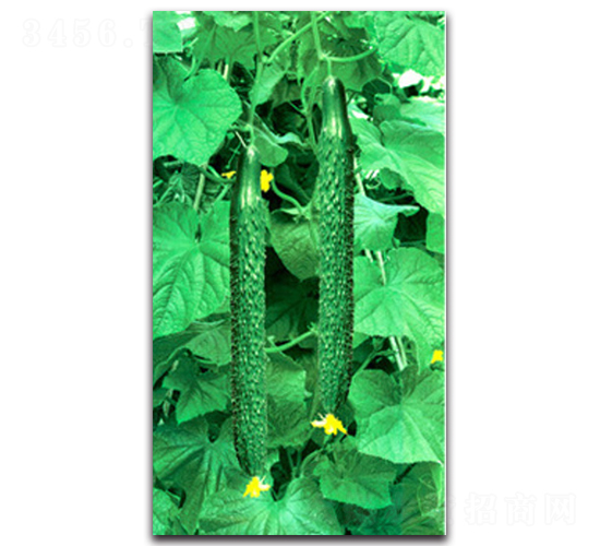 ����(j��)����һ̖(h��o)-�S�ϷN��-�(y��u)�r(n��ng)�I(y��)