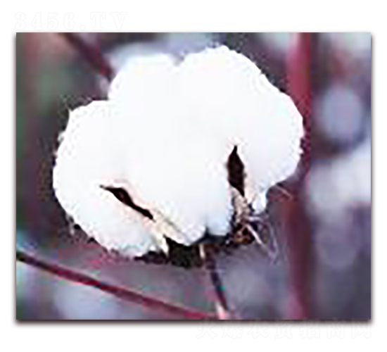 ���һ̖-�޻��N��-�(y��u)�r(n��ng)�I(y��)