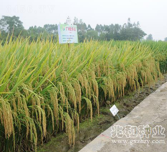 �V8��(y��u)�Aռ-ˮ���N��-�׺ͷN�I(y��)