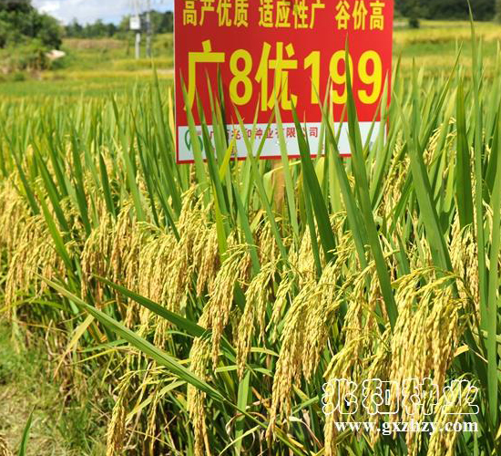 �V8��(y��u)199-ˮ���N��-�׺ͷN�I(y��)