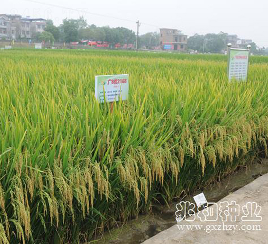 �V8��(y��u)2168-ˮ���N��-�׺ͷN�I(y��)