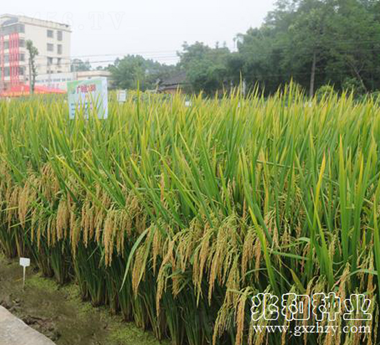 �V8��(y��u)188-ˮ���N��-�׺ͷN�I(y��)