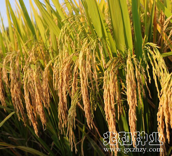 ���マ(y��u)���z��-ˮ���N��-�׺ͷN�I(y��)