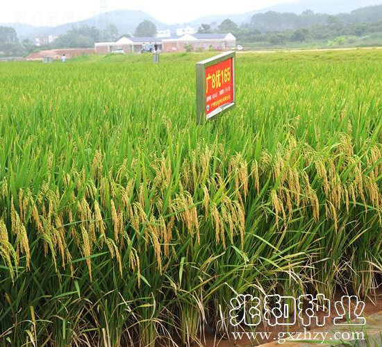 �V8��(y��u)165-ˮ���N��-�׺ͷN�I(y��)