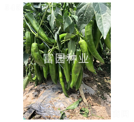 �����L(zh��ng)��-�����N��-���@�N�I(y��)