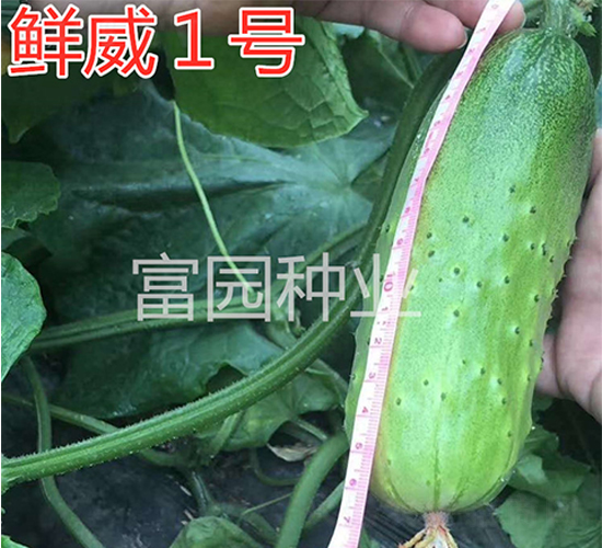 �r��1̖(h��o)-�S�ϷN��-���@�N�I(y��)