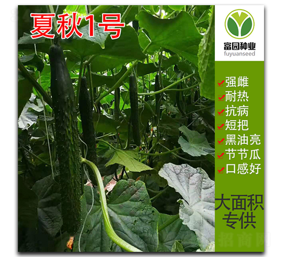 ����1̖(h��o)-�S�ϷN��-���@�N�I(y��)