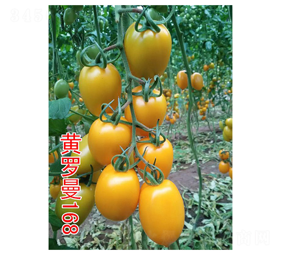 �S�_��168-���ҷ��ѷN��-���@�N�I(y��)