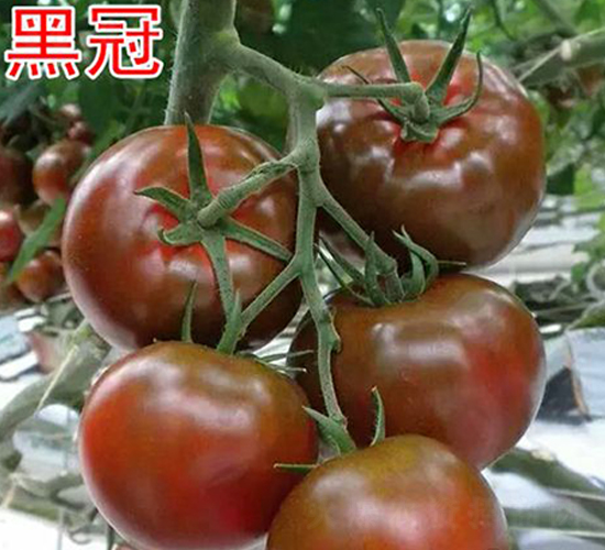 �ڹ�-���ѷN��-���@�N�I(y��)