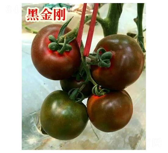 �ڽ���-���ѷN��-���@�N�I(y��)