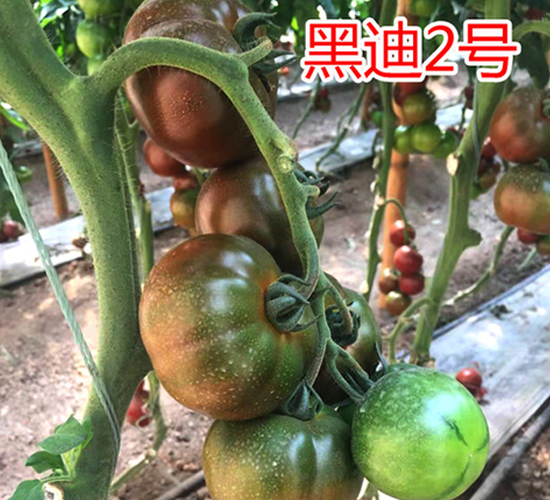 �ڵ�2̖(h��o)-���ѷN��-���@�N�I(y��)