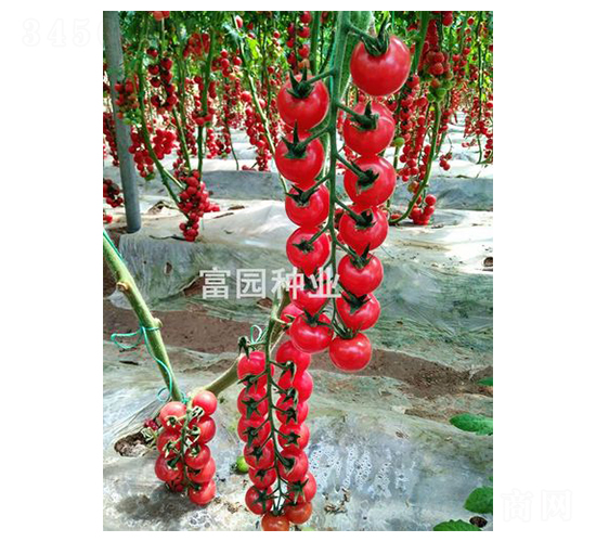 �۸�-С���ѷN��-���@�N�I(y��)