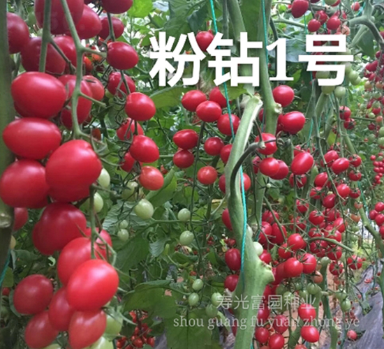 ���@1̖-С���ѷN��-���@�N�I(y��)