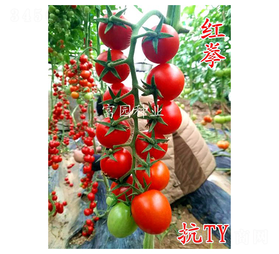 �tȭ-С���ѷN��-���@�N�I(y��)