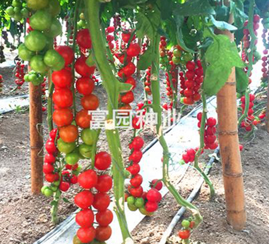 �tؐ��-С���ѷN��-���@�N�I(y��)