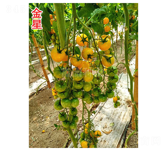 ����-С���ѷN��-���@�N�I(y��)