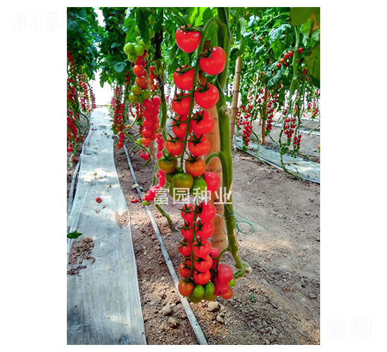 �|������-С���ѷN��-���@�N�I(y��)