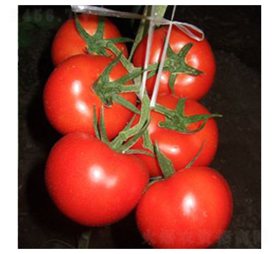 �M�ؼt-���ѷN��-���@�N�I(y��)