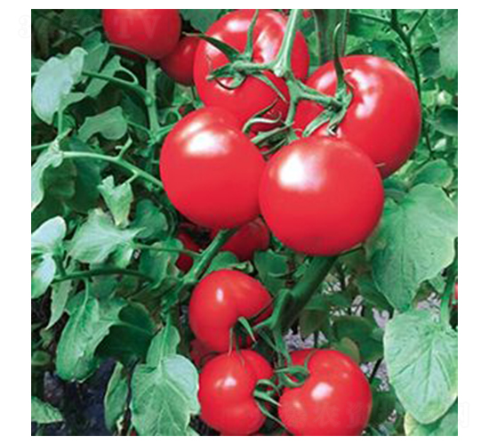 �����-���ѷN��-���@�N�I(y��)