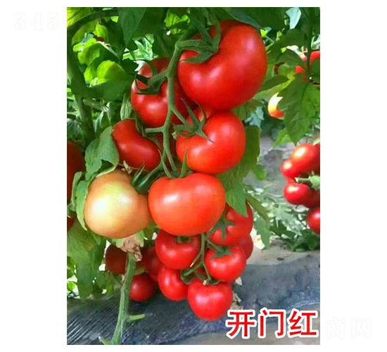 �_�T�t-���ѷN��-���@�N�I(y��)