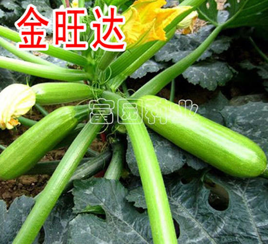 �����_(d��)-�����J�N��-���@�N�I(y��)