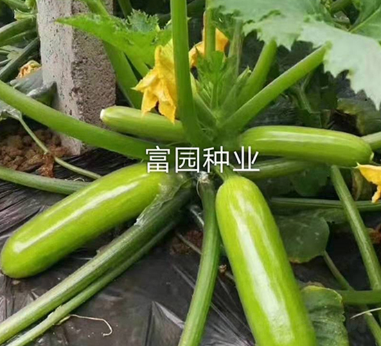 �G��-�����J�N��-���@�N�I(y��)