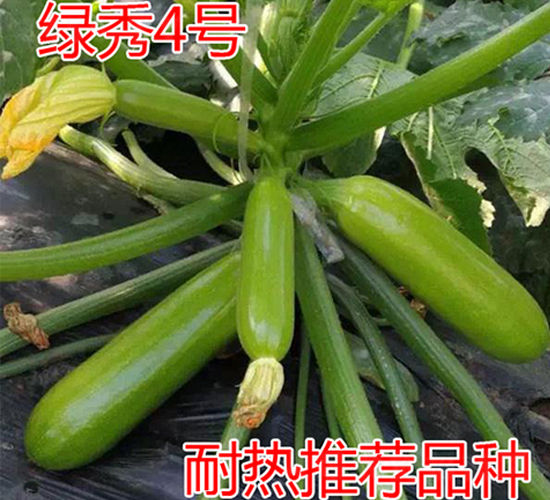 �G��4̖(h��o)-�����J�N��-���@�N�I(y��)