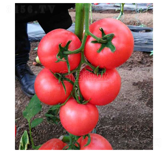 ����-���ѷN��-���@�N�I(y��)