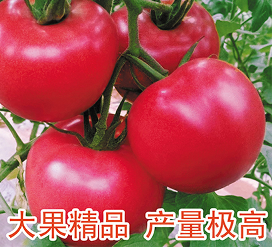 ؐ����-���ѷN��-���@�N�I(y��)