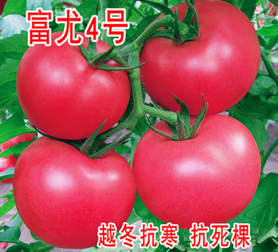 ����4̖-���ѷN��-���@�N�I(y��)