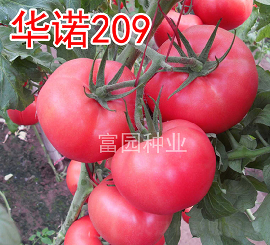 �A�Z209-���ѷN��-���@�N�I(y��)