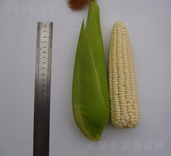 �K��Ŵ202-Ŵ���׷N��-�L���N��