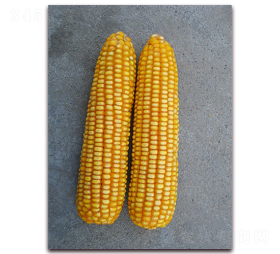 �L����̖-���׷N��-�L���N��