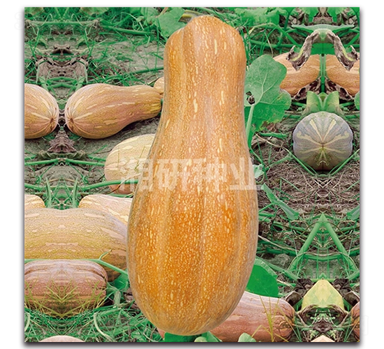 ����-�ϹϷN��-���зN�I(y��)