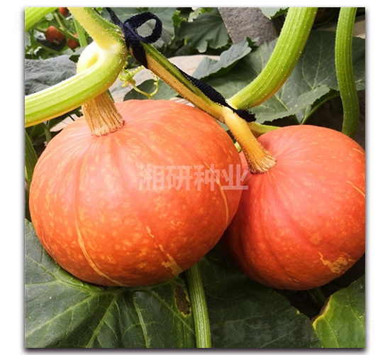 �t�ٶ�̖(h��o)-�ϹϷN��-���зN�I(y��)