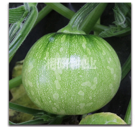 �歇�o�����-�ϹϷN��-���зN�I(y��)