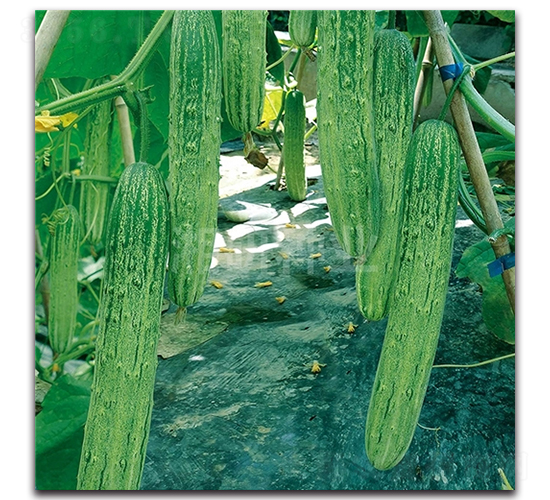 ��´��̖-�S�ϷN��-���зN�I(y��)