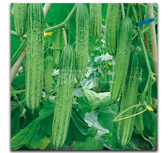 ��´��̖(h��o)-�S�ϷN��-���зN�I(y��)