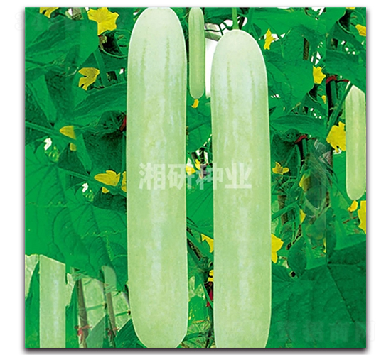 ��@ʮһ̖-�S�ϷN��-���зN�I(y��)