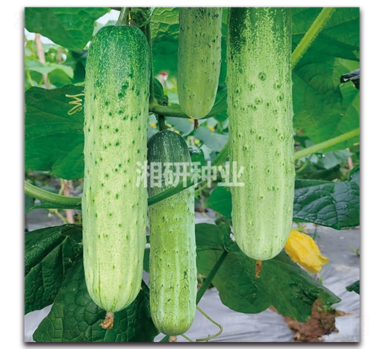 ��´��̖-�S�ϷN��-���зN�I(y��)