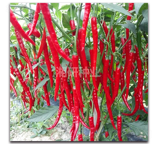 ����-�����N��-���зN�I(y��)