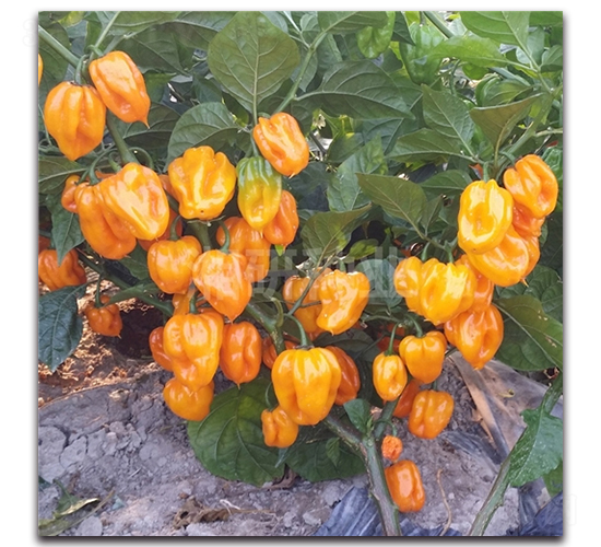 ���лʵ۽�-�����N��-���зN�I(y��)