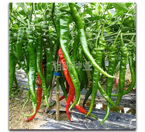 ����-�ݽz���N��-���зN�I(y��)