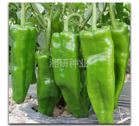 ����802-�ݽ��N��-���зN�I(y��)