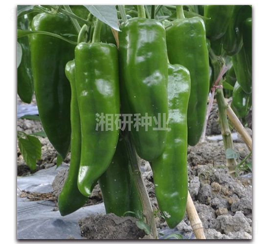 ����-�ݽ��N��-���зN�I(y��)