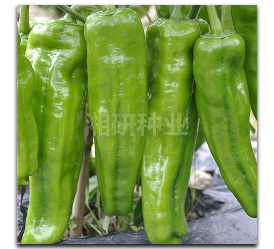 ����812-�ݽ��N��-���зN�I(y��)