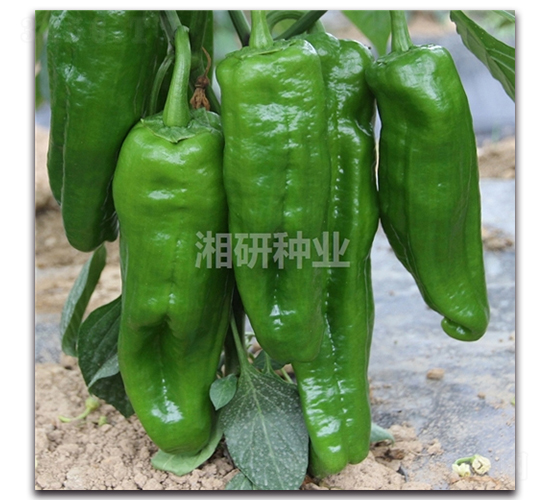 �������-�ݽ��N��-���зN�I(y��)