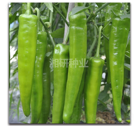 ���S100-ţ�ǽ��N��-���зN�I(y��)